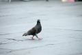 IMG_8793 strutting pigeon